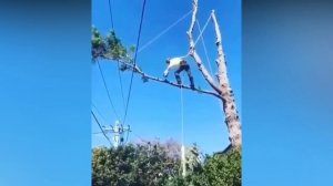 Обрезка дерева на проводах