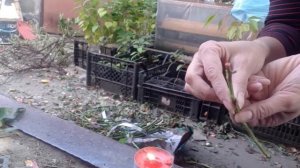 Подготовка черенков роз для зимней прививки