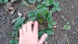 Посадка клубники "Клери" 10 ноября 2018 года в теплицу