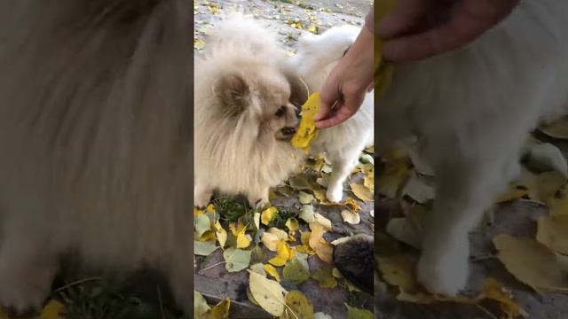 Шпицули смешно играют с листьями и ЕДЯТ ИХ🍁🍂🍁 смотреть онлайн