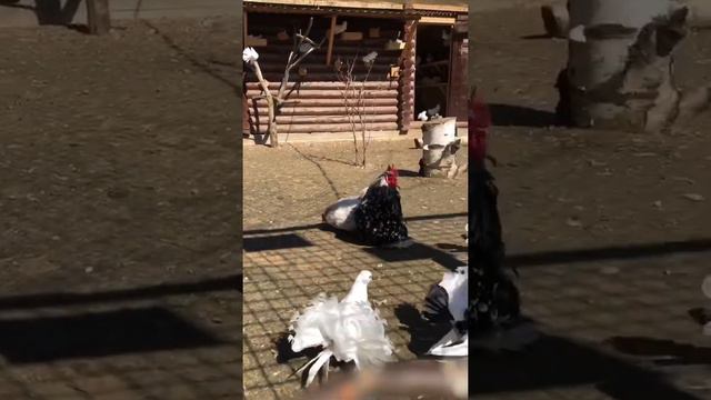 Необычные породы кур