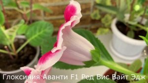Глоксиния Аванти F1 Ред Виз Вайт Эдж. Цветение. 07.07.2021.
