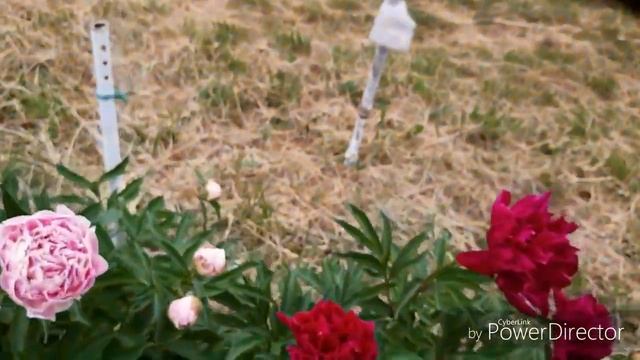 Шикарные пионы.Обзор участка.Кресло кокон подарок от любимого!! смотреть онлайн