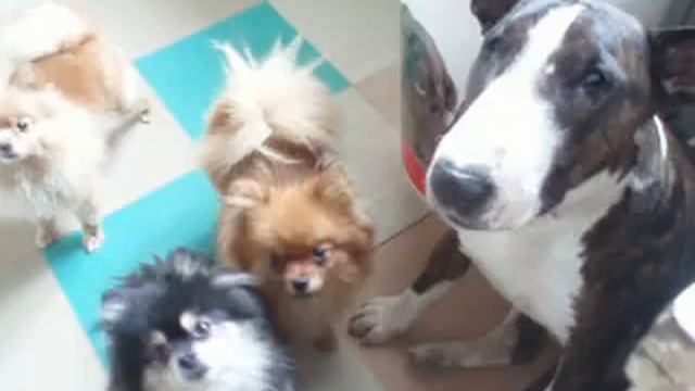 Bullterrier Zana и шпицы.MOV смотреть онлайн