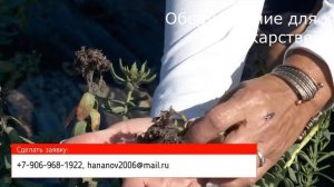 Выращивание и переработка родиолы розовой. Оборудование для БАД и фармсубстанций: сушка, экстракция