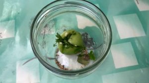 Острые ЗЕЛЁНЫЕ помидоры! | Быстрый рецепт без погреба!