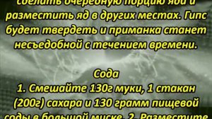 Как бороться с крысами и мышами?