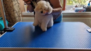 Учимся сушить щенка Бишон фризе👌 #kennel_BrightStarDog #bichon_kp #щенокбишона #bichonfrise #white