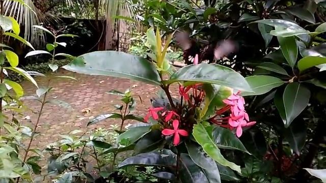 Butterfly on Pink Ixora Flower - Collecting Nectar смотреть онлайн