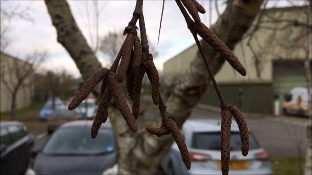 Downy Birch (Betula pubescens) - male catkins - February 2018 смотреть онлайн