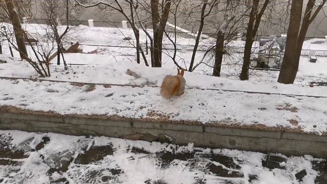 Белки в городском парке зимой Squirrels In The City Park #video