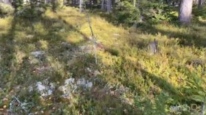 Поездка за грибами в лес,Сортавала.