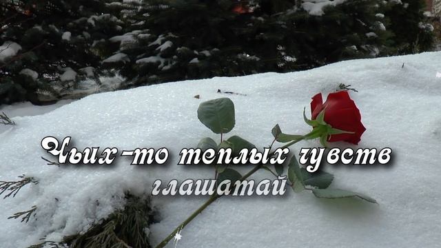 Роза на снегу. Красивая музыкальная открытка.