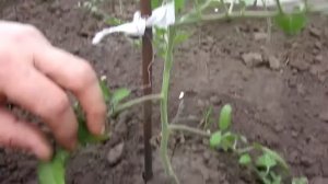 ТОМАТ(Помидор) от А до Я! ВАЖНО! Формируем кусты томата в два ствола