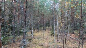 Открытие Сезона на Зайца Беляка !