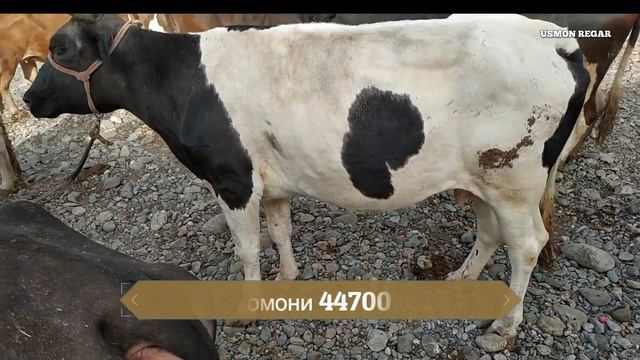 гов бозори Регар бозори фурӯши чорво нархи наво 💯🐮🐏🐑🐄 09.08.2019 смотреть онлайн