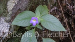 Microchirita sp., Perak, Malaysia. 20131128_141254.m2ts