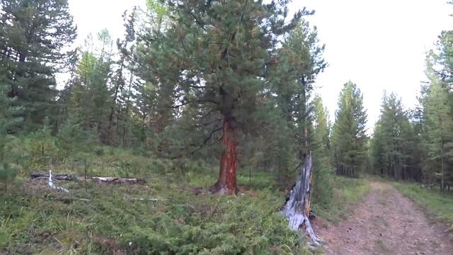Сбор голубики и брусники в тайге. Курайская степь.