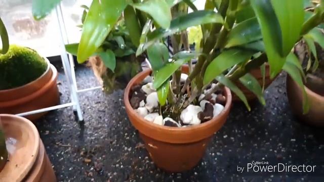 ОРХИДЕЯ ДЕНДРОБИУМ "Stardust". И уход в моих домашних условиях ))) смотреть онлайн