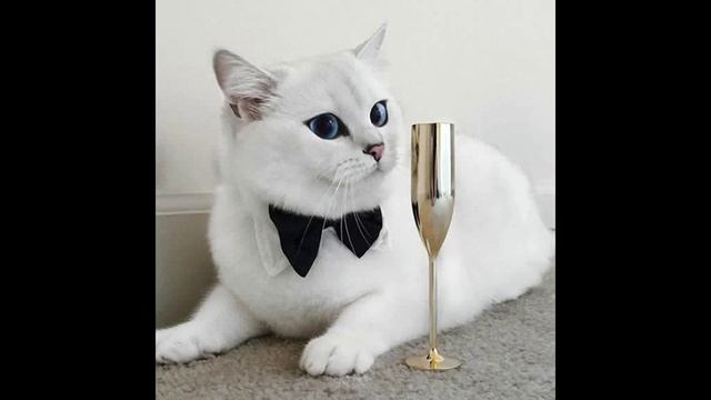 У этого кота самые красивые глаза на свете смотреть онлайн