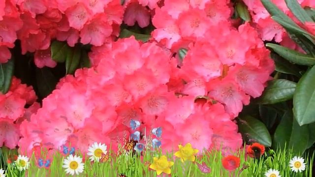 Рододендрон якушиманский Фантастика ? Обзор: посадка и уход. саженцы: описание и особенности