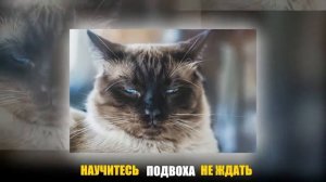 Привыкайте счастливыми быть