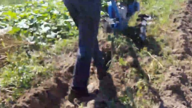 Копка картофеля мотоблоком Нева смотреть онлайн