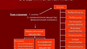 Общая гистология. Рыхлая соединительная ткань.