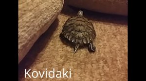 Красноухая черепаха совершает побег