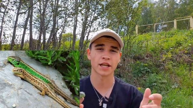 КАК ОПРЕДЕЛИТЬ ПОЛ У ПРЫТКИХ ЯЩЕРИЦ? ПРЫТКАЯ ЯЩЕРИЦА!
