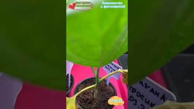 Мое знакомство с фитолампой от @fito_led 79 Sun #фитолампа #фитолед #фитосветильники#лампадлярассад