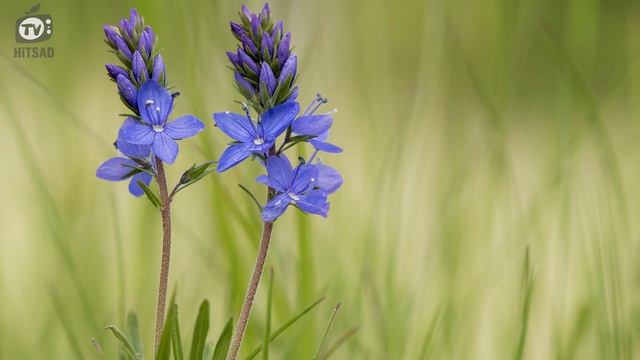 Многолетники Которые Цветут До Зимы ? Лучшие Многолетники Осенью