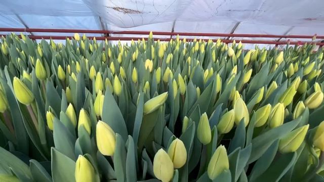 Крем фреш смотреть онлайн