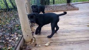 Щенки кане корсо с мамой в 3 месяца