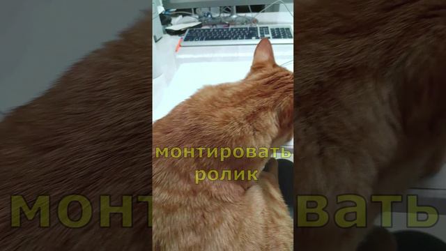 Видеомонтаж с котом. Кот Феня и Феникс