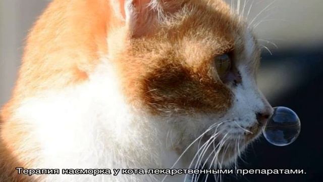 Кошка чихает и сопли: чем лечить в домашних условиях смотреть онлайн
