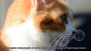 Кошка чихает и сопли: чем лечить в домашних условиях