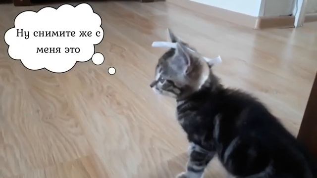 ТОП 5 видео с котёнком Симба (Кот на самоизоляции)? смотреть онлайн