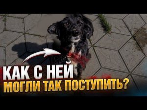 Собака с разорванной шеей от ошейника Хасю ВИДЕЛИ?! Где он?