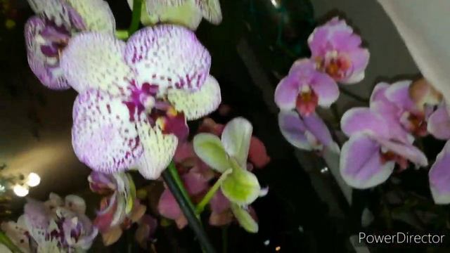 Орхидеи 😍обзор моих красивых орхидей, цветение обещает быть пышным. 👍 смотреть онлайн