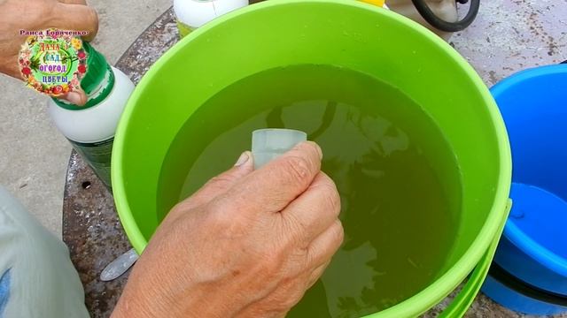 Что нужно огурцам после обрезки листьев? Внекорневая подкормка и защита от болезней
