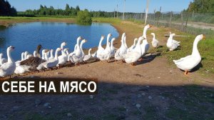 Молодняк птицы на мясо. Ферма Демидовские гуси