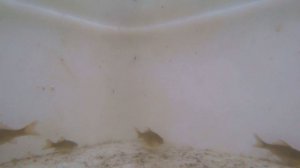 ЛОВЛЮ РЫБУ САЧКОМ В СВОЁМ ПРУДУ ЗИМОЙ | БЕЗУМНЫЙ РЫБОЛОВ ?