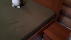 Видео-отзыв о кровати Бэст-Мебель BMS Стефан+ Матрас Бэст-Мебель Комфорт