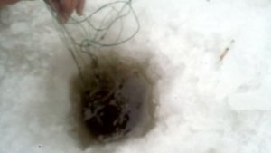 Рыбалка зимой 2019 на сети ,огромный толстолобик не пролез в лунку!!