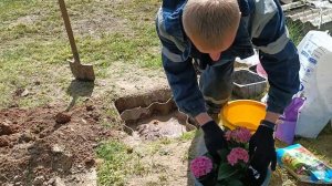 Дача. Посадка крупнолистной гортензии, вопреки, правилам : на солнце и вблизи огромной березы. Сад.