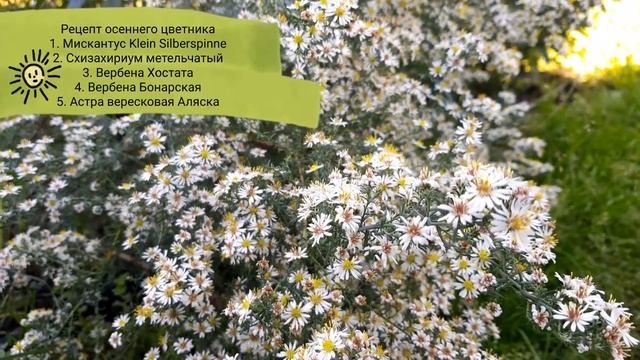 Многолетники для осенней декоративности - рецепт цветника в природном стиле Астра + Мискантус