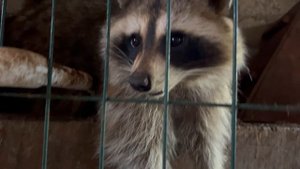 Моня. СтраусЗоопарк