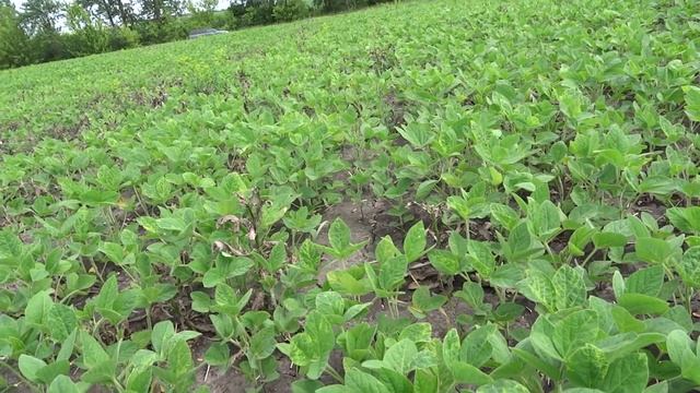 21.06.20. Соя, Базагран, осот. смотреть онлайн
