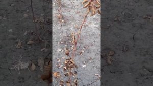 Ежевика Рубен, Прайм Арк-45